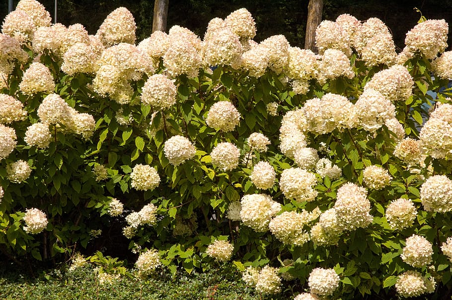 Flowers, Hydrangea, Background, Nature, Garden, Garden - Hydrangea Serrata - HD Wallpaper 