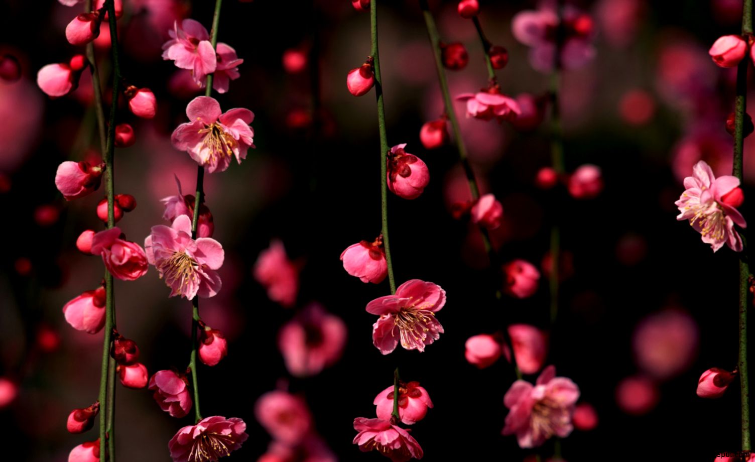 View Original Size - Cute Laptop Wallpaper Hd - 1504x920 Wallpaper - View Original Size - Cute Laptop Wallpaper Hd - 1504x920 Wallpaper -