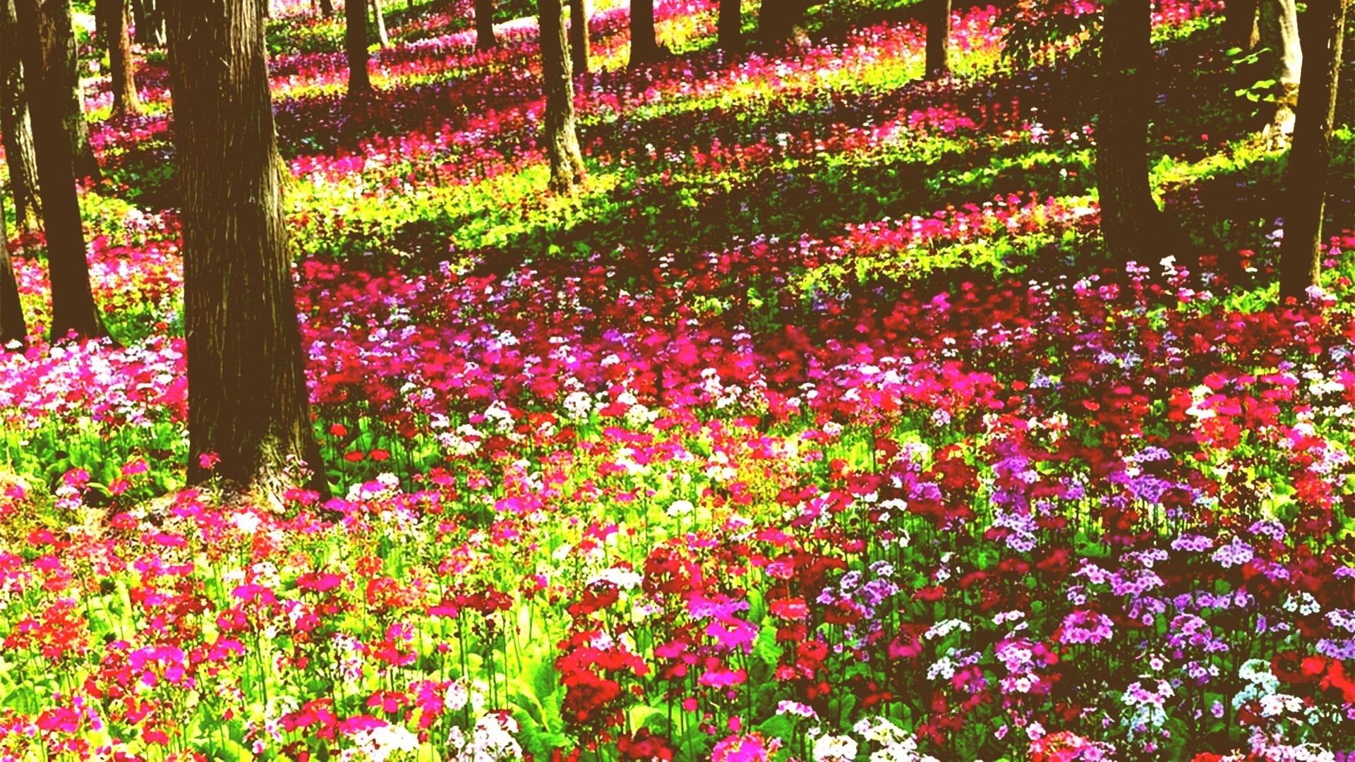 Data Src Free Download Flower Garden Wallpaper - All Flower Photo Download - HD Wallpaper 