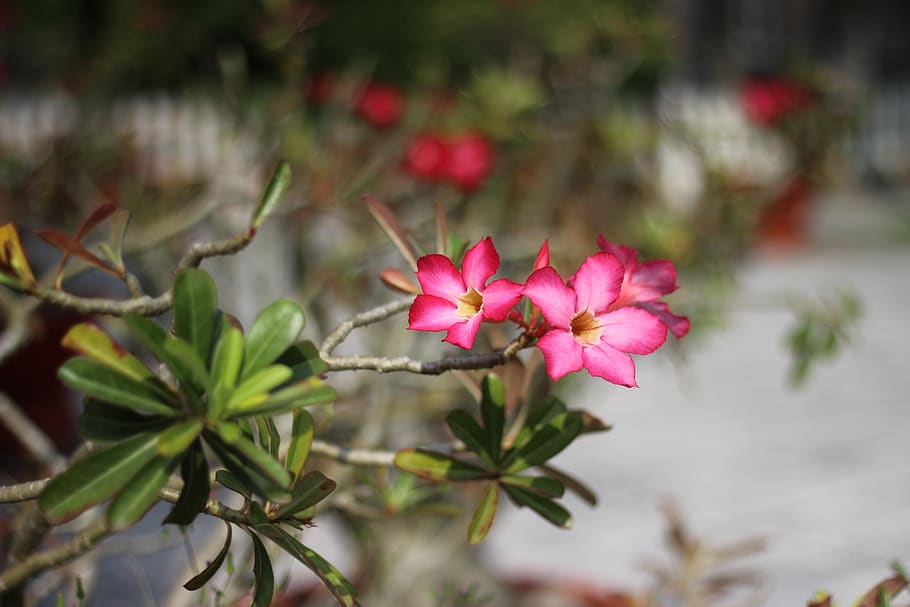 Flower, Natural, Flowers Bloom, Nature, Blossom, Home - Desert Rose - HD Wallpaper 