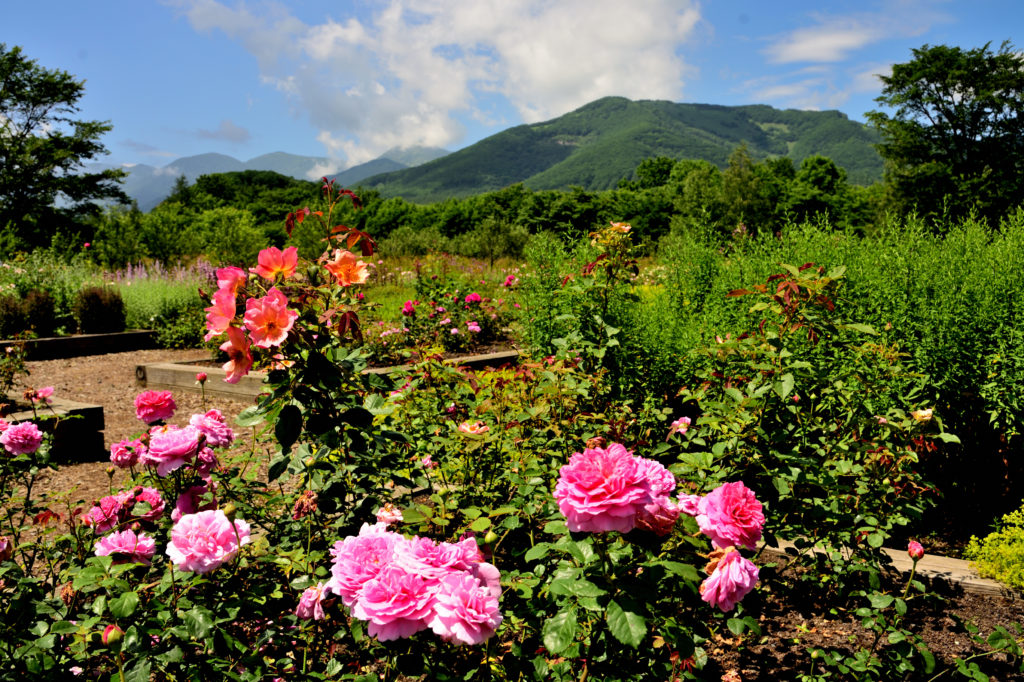 Beautiful Garden Picture - Garden Roses - HD Wallpaper 