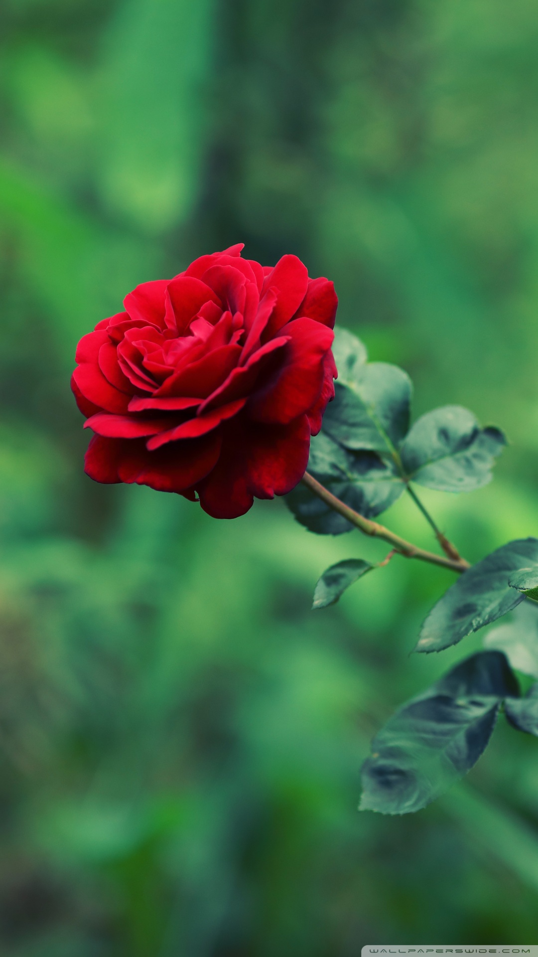 Wallpaper - HD Wallpaper 