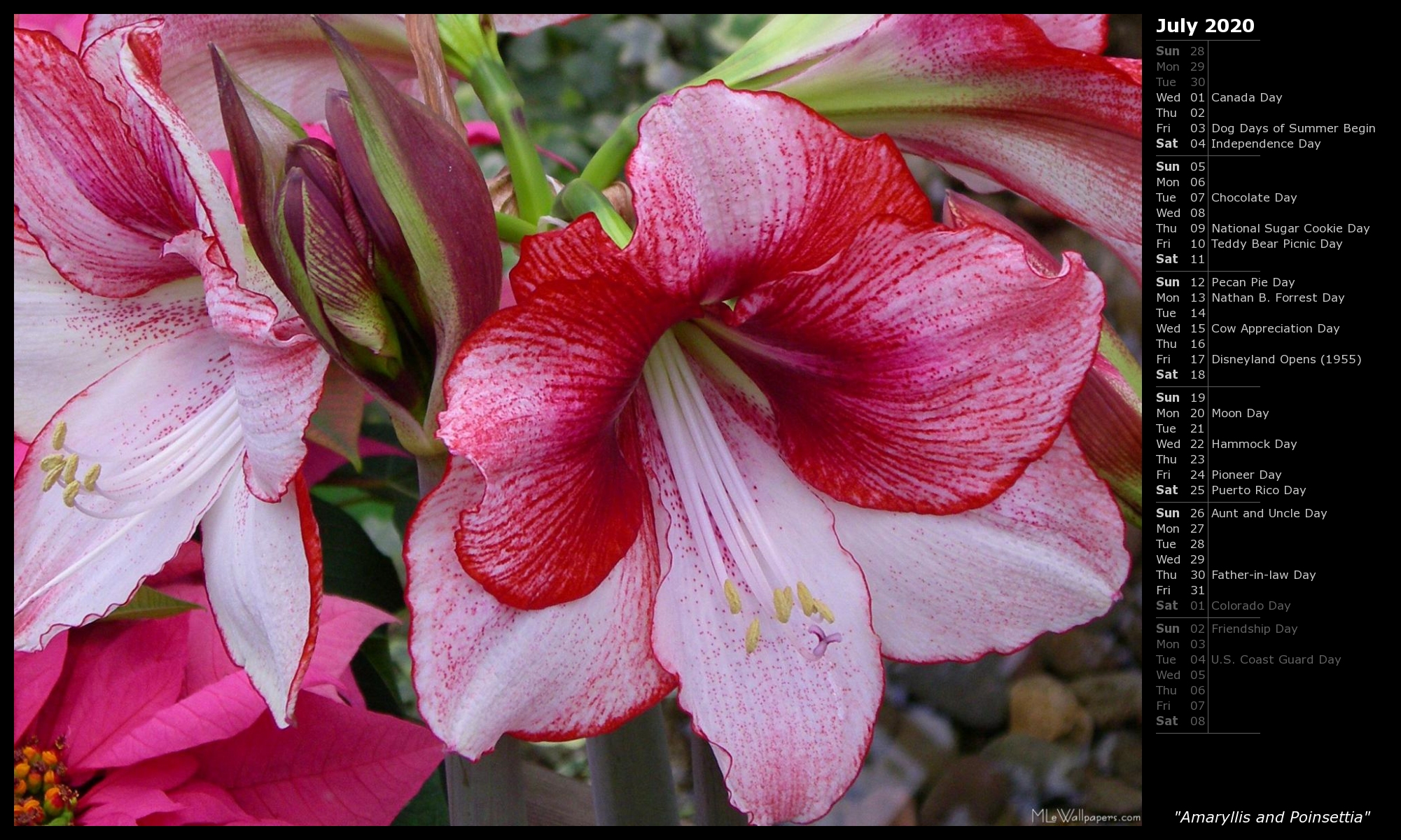 Amaryllis And Poinsettia - Amaryllis - HD Wallpaper 