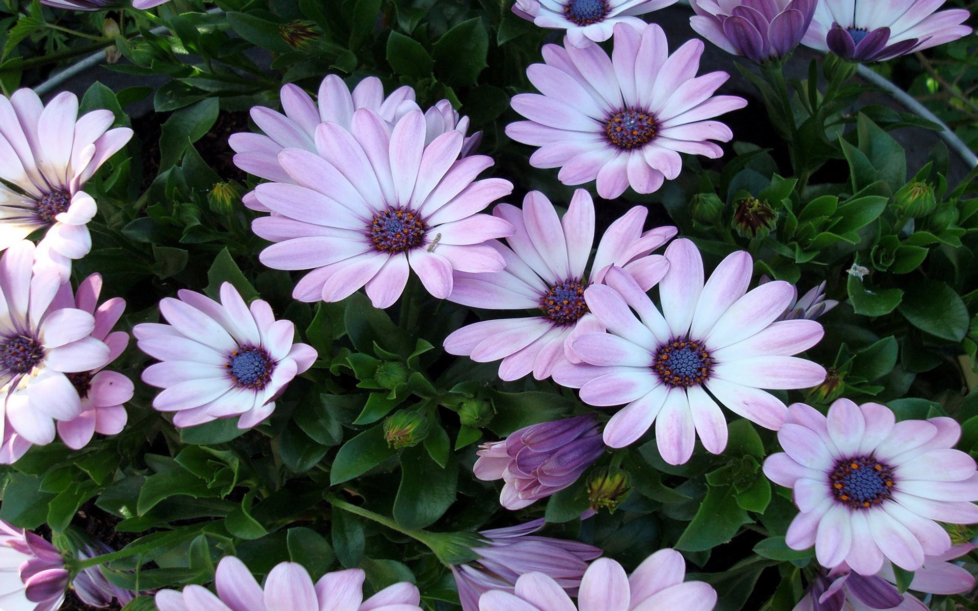 High Resolution Hd Wallpaper Flower - HD Wallpaper 