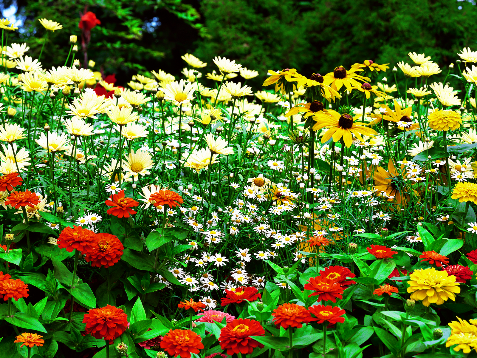 Garden Photo Flowers Background - HD Wallpaper 