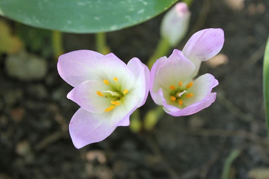 Flower, Garden Flowers, Plant, Pink, White, Beautiful - Primula - HD Wallpaper 