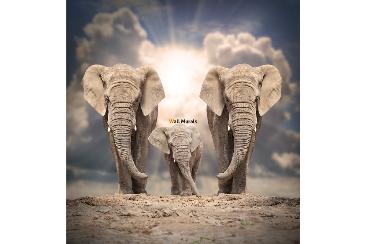Beautiful Elephant - HD Wallpaper 