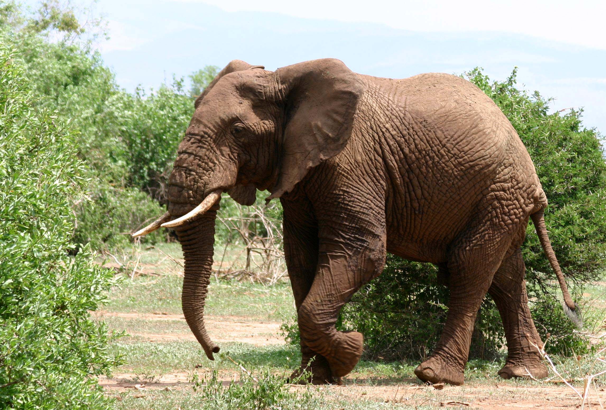 Grey Elephant - Much Does A Elephant Weigh - HD Wallpaper 
