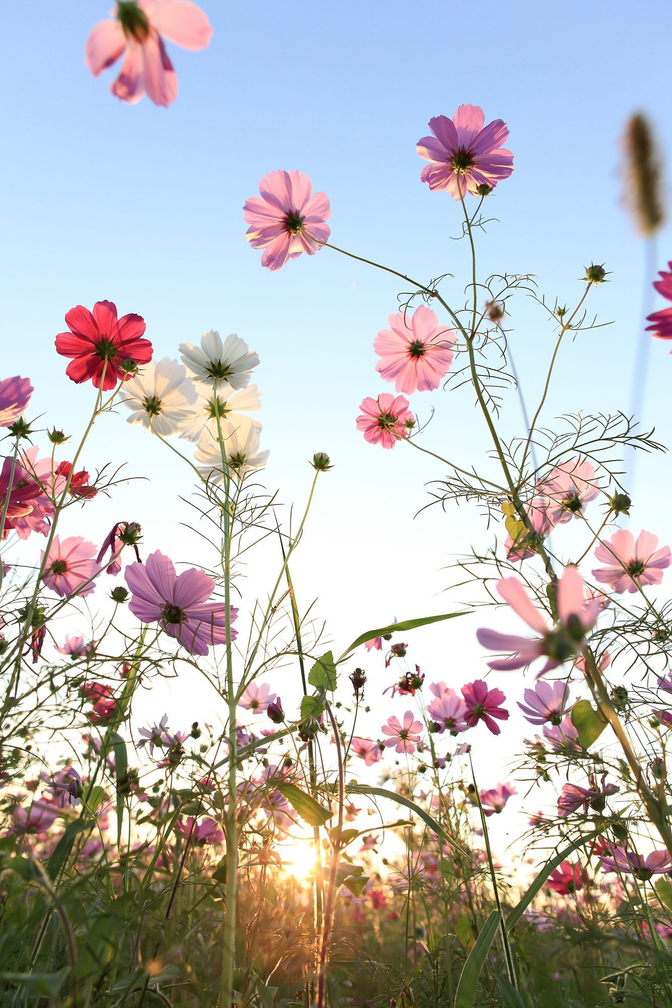 Flower Up Blue Sky Flowers Daisy Wallpapers Size For - Flower Sky - HD Wallpaper 