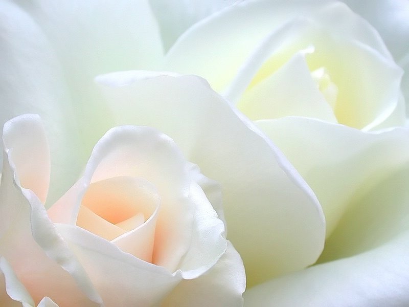 Phoolon Ke Photo Download - HD Wallpaper 