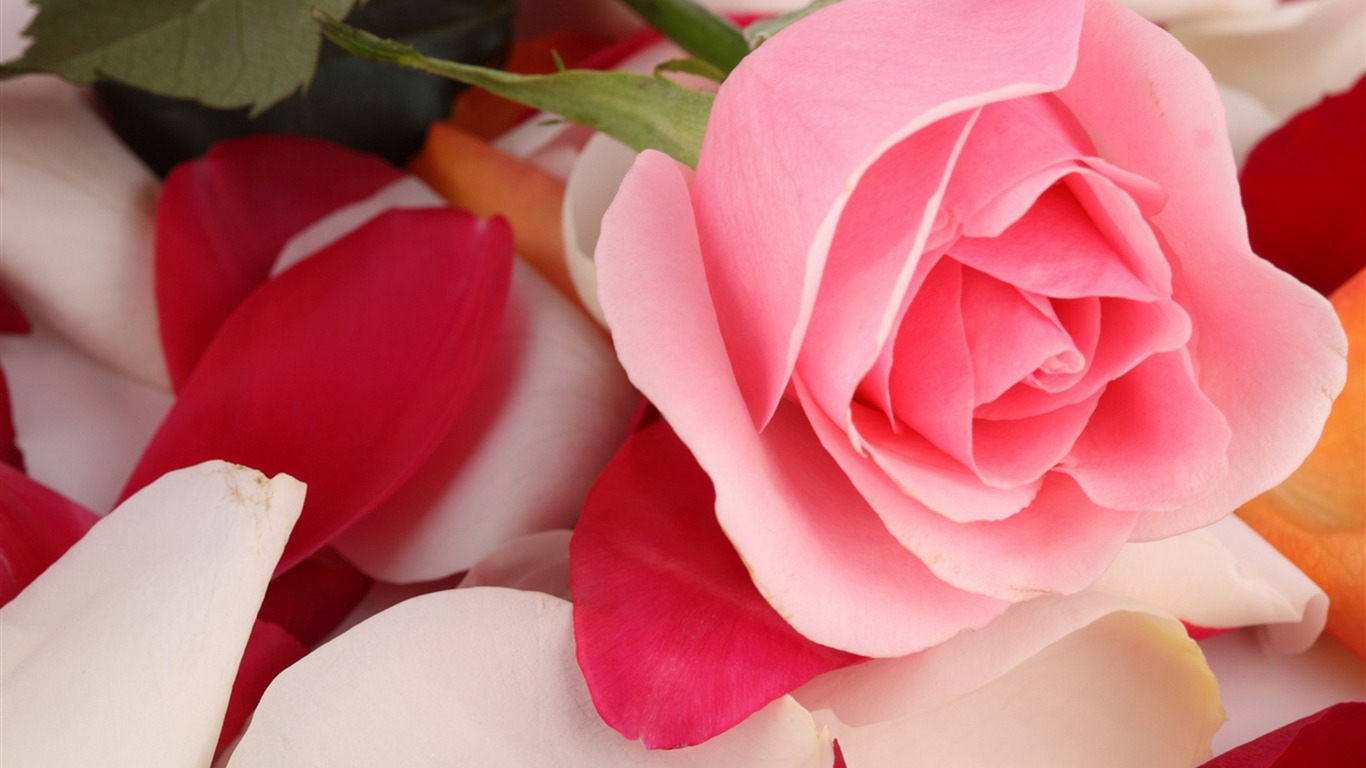 Pink Rose Beautiful-flowers Photo Hd Wallpaper2016 - Pink Rose Images Hd - HD Wallpaper 