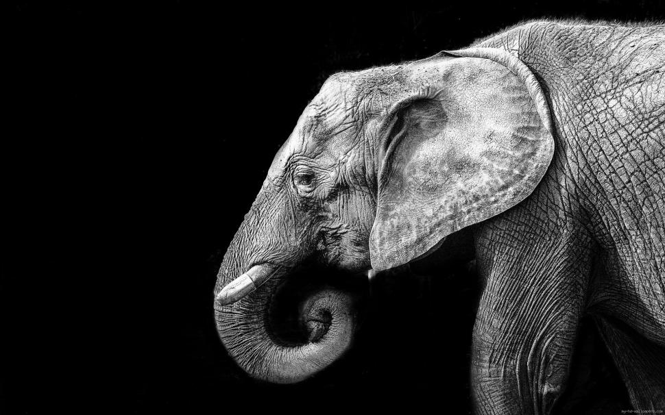 Elephant In Black And White Wallpaper,elephant Hd Wallpaper,animal - High Resolution Black And White Elephant Photography - HD Wallpaper 
