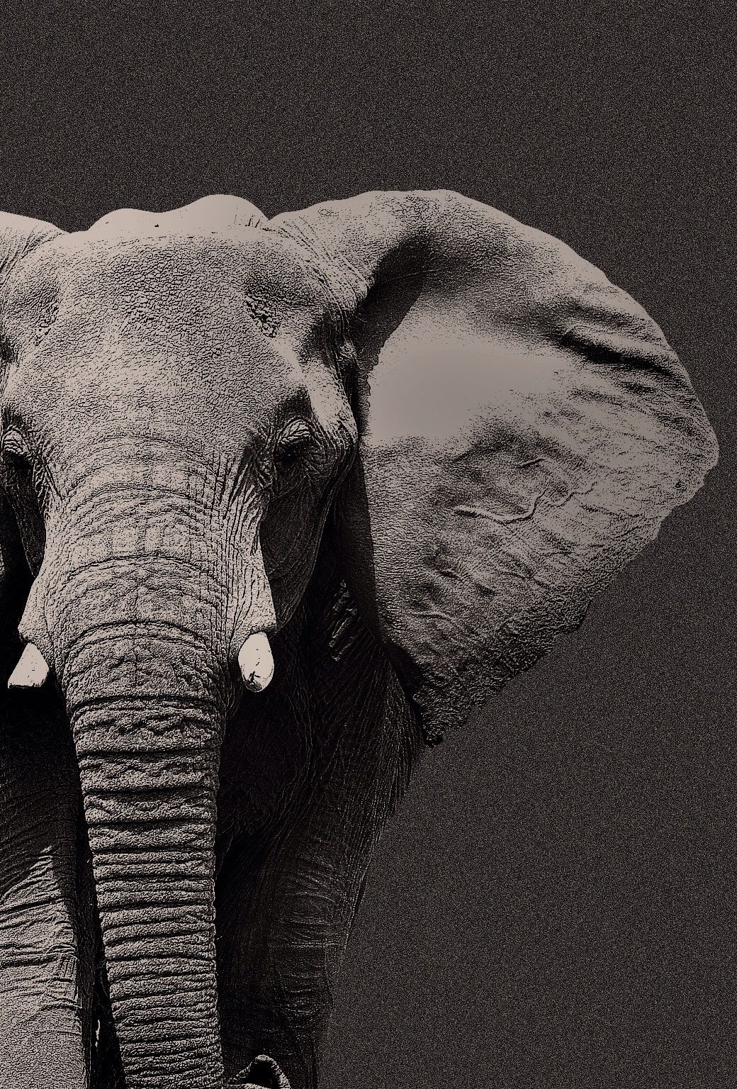 Iphone 6 Wallpaper Elephant - HD Wallpaper 