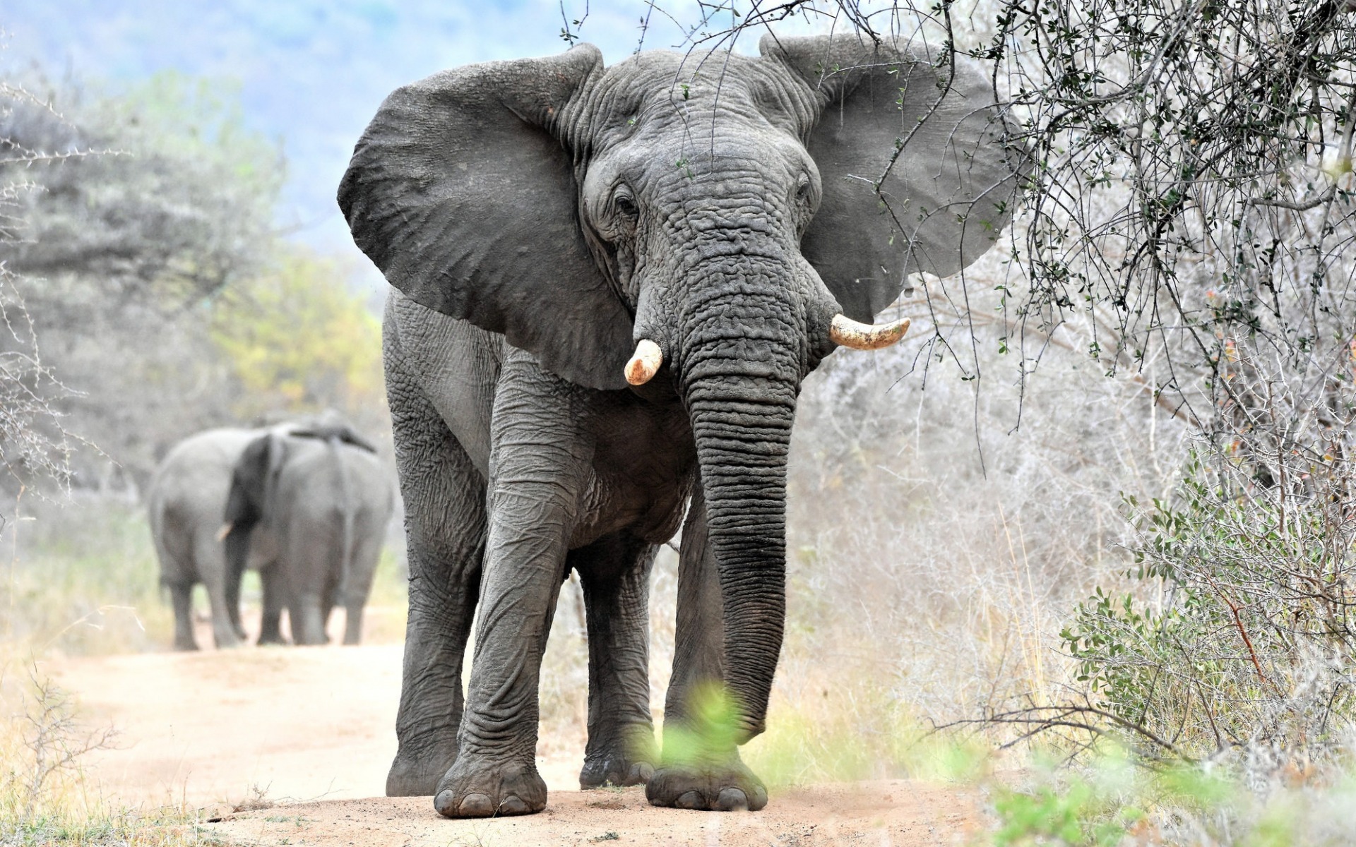 Big Elephant, Wildlife, Africa, Nature Reserve, Gray - 壁紙 野生 動物 ゾウ - HD Wallpaper 