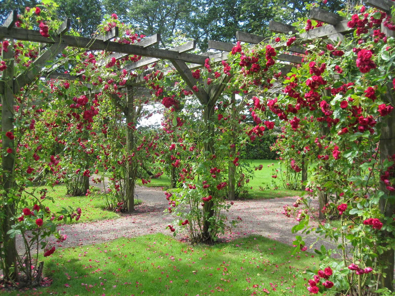 Rose Garden - HD Wallpaper 