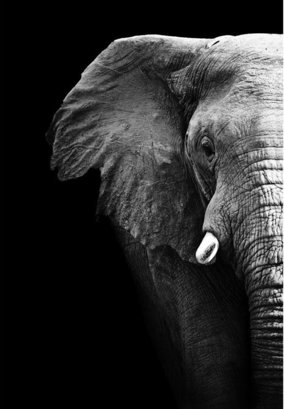 Black And White Elephant Paintings - HD Wallpaper 