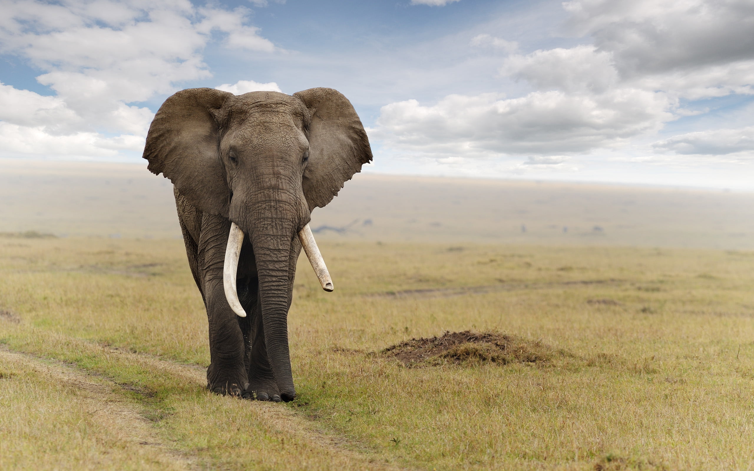 African Elephant High Resolution - HD Wallpaper 