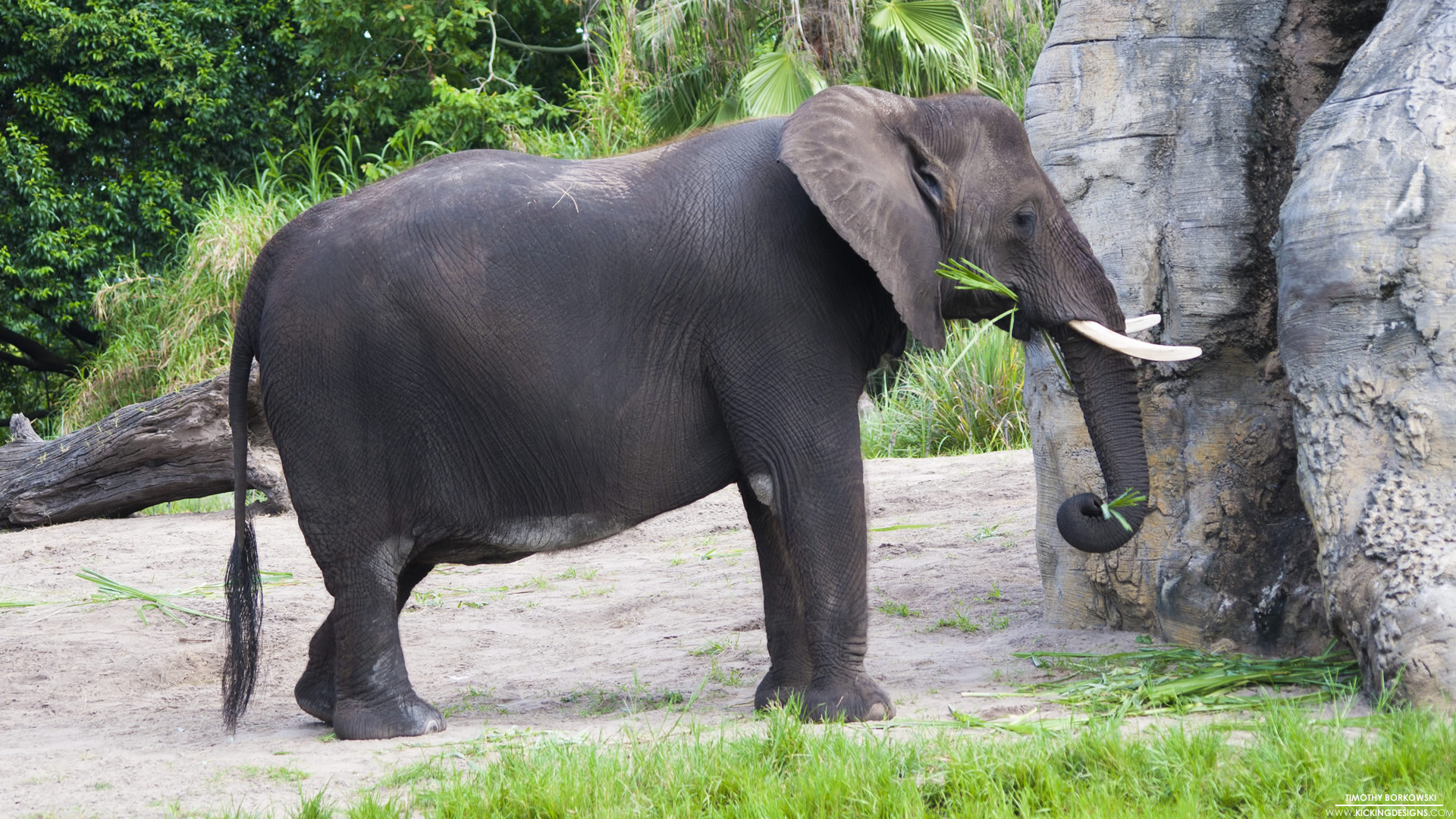 Indian Elephant - HD Wallpaper 