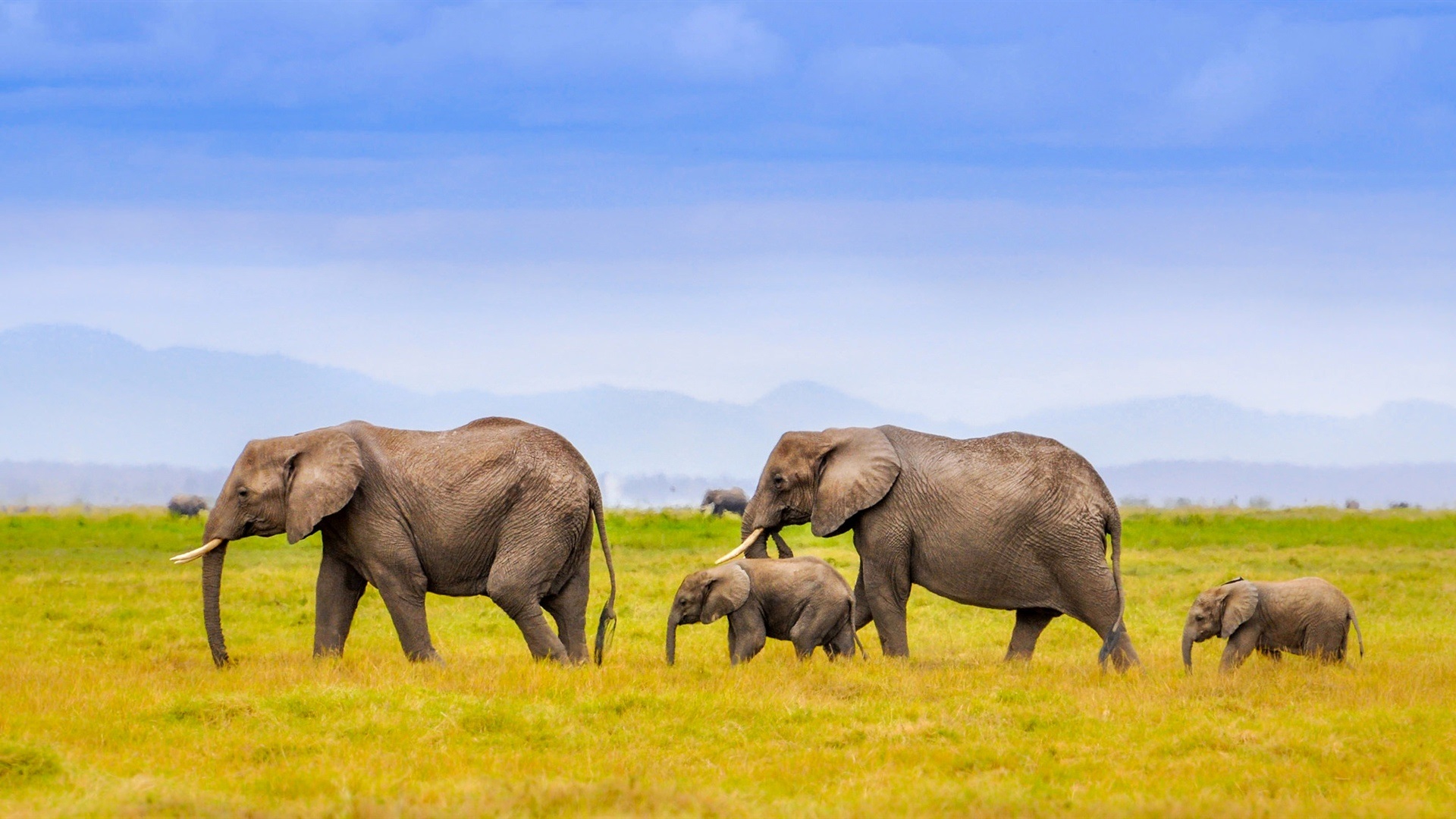 African Landscape With Elephant - HD Wallpaper 