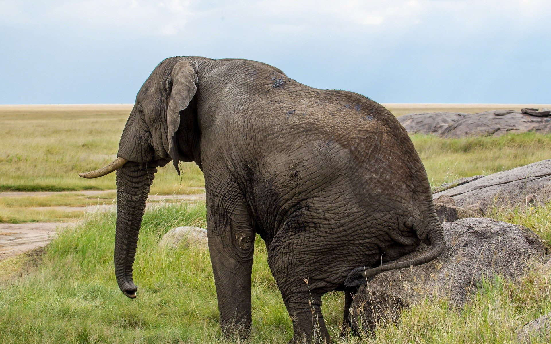 Elephant Photos For Background Desktop - HD Wallpaper 