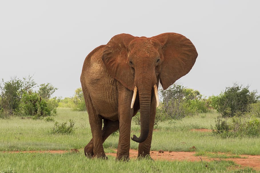 Elephants In The Wild - HD Wallpaper 