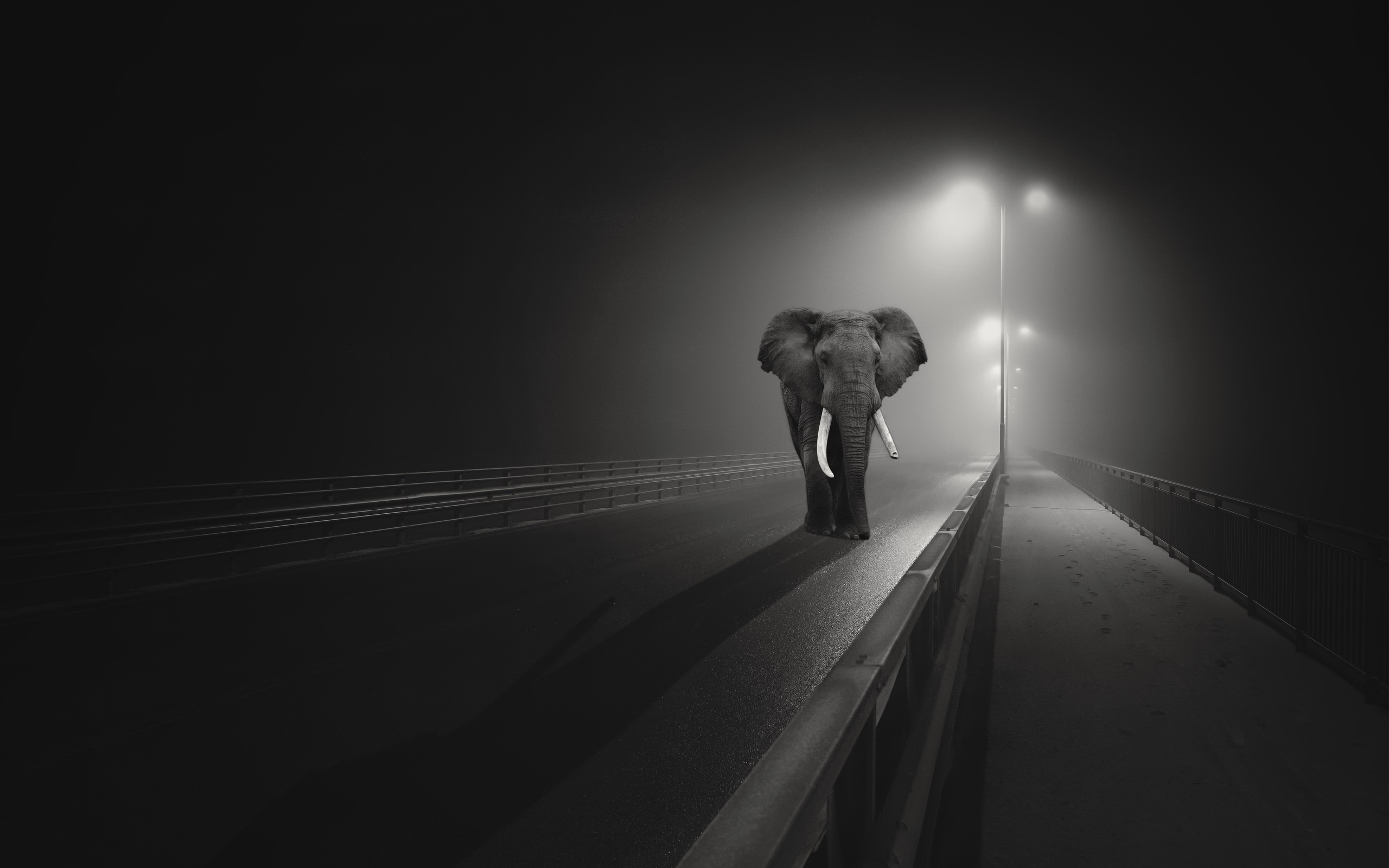 Elephant On Road Wallpapers - Black Elephant Wallpaper Hd - HD Wallpaper 