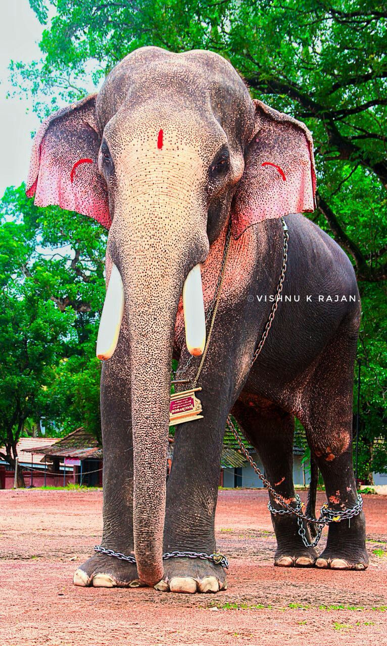 Top 10 Elephants In Kerala 2019 - HD Wallpaper 