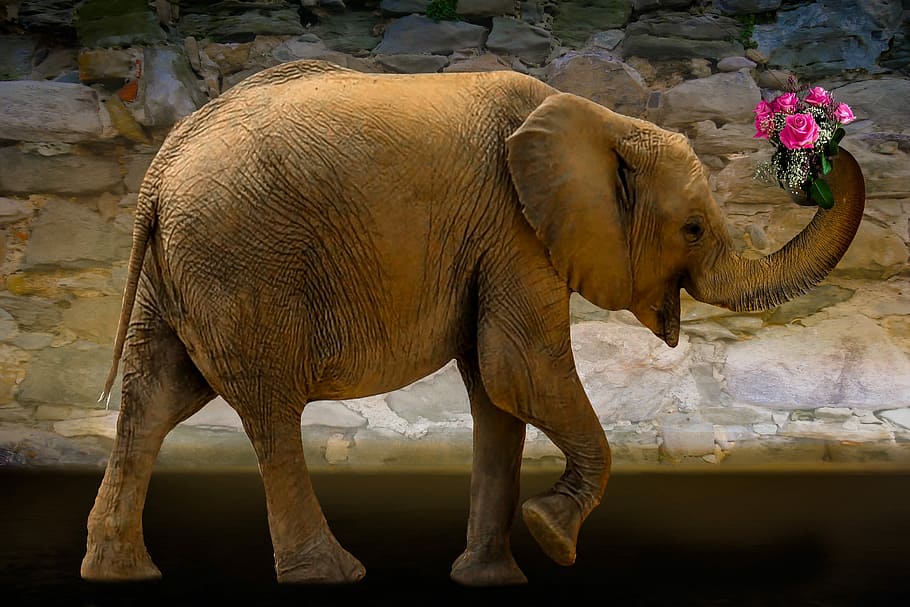 Closeup Photography Of Brown Elephant Carrying Pink - Elephant Carrying Flowers - HD Wallpaper 