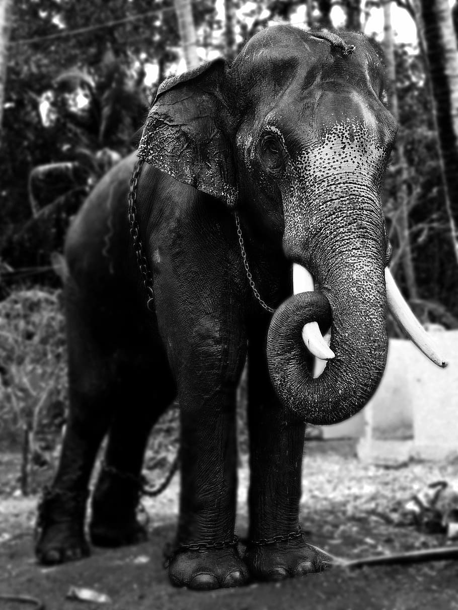 Grayscale Photography Of An Elephant, Grayscale Photo - Elephant Black And White - HD Wallpaper 