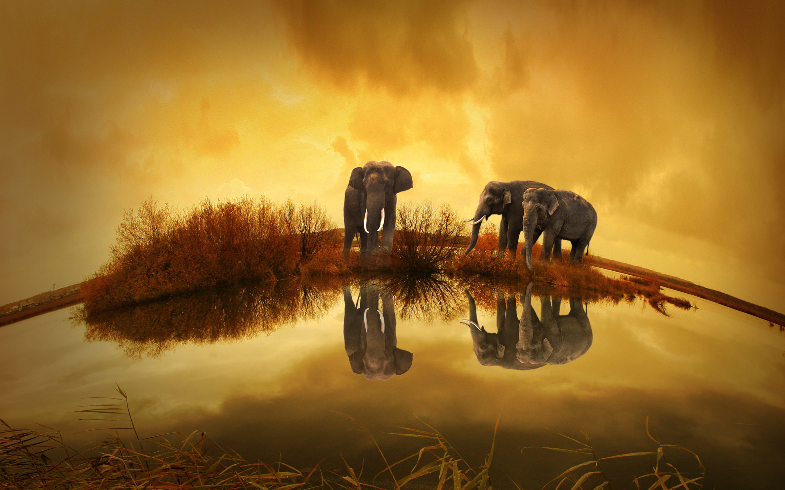 Hd Wallpapers Elephant - HD Wallpaper 