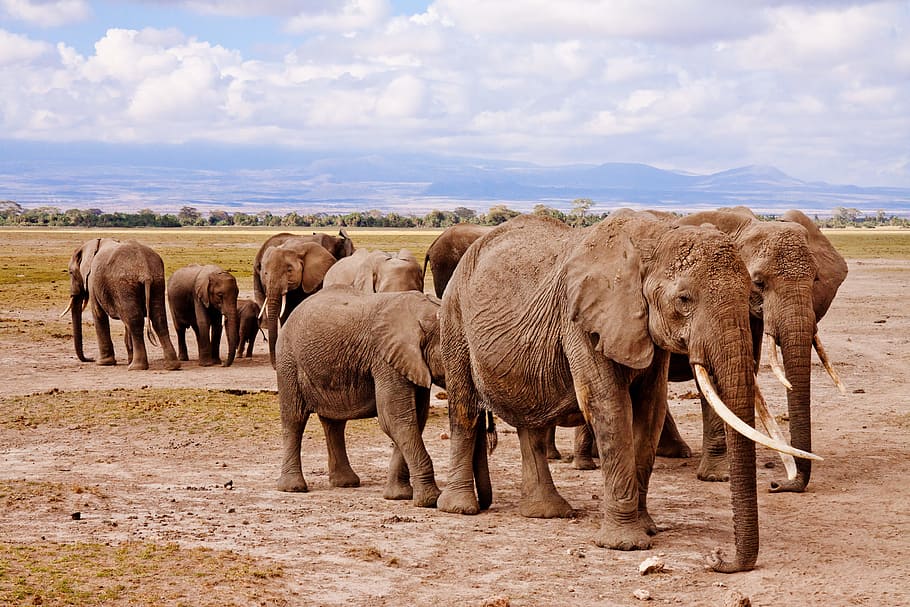 Lightroom Preset Wildlife Free - HD Wallpaper 