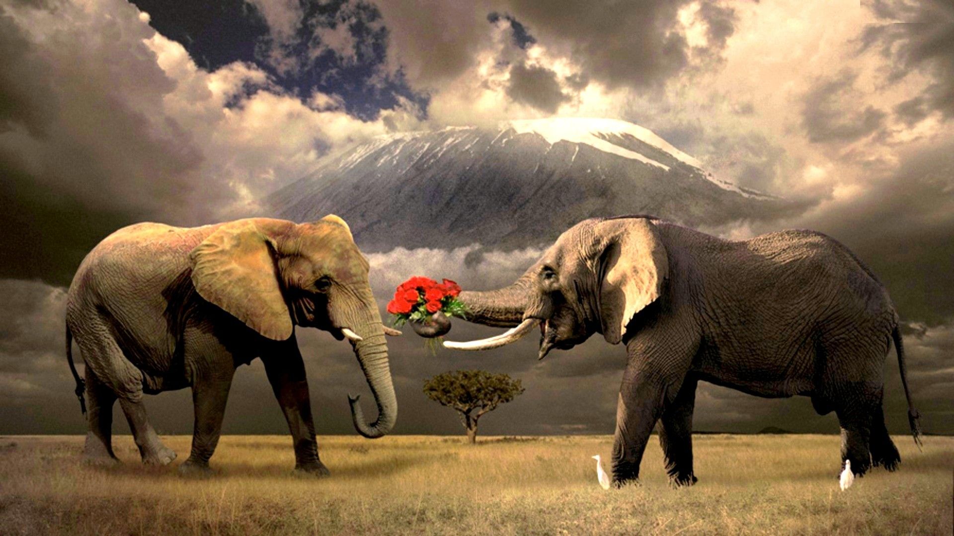 Hd Elephant Wallpaper - Elephant Desktop Wallpaper Baby - 1920x1080 Wallpaper Hd Elephant Wallpaper - Elephant Desktop Wallpaper Baby - 1920x1080 Wallpaper