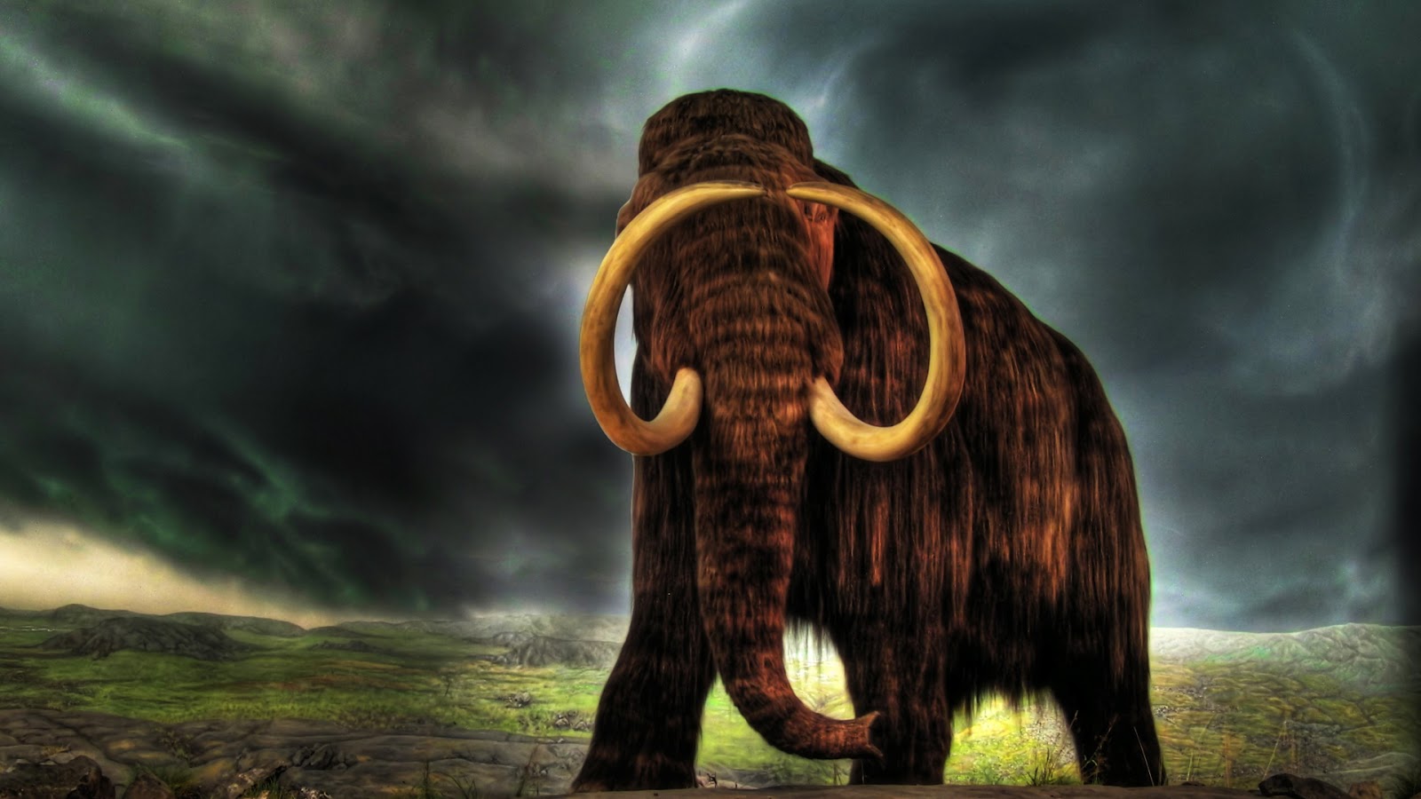 Animal Images Hd 1080p - 1600x900 Wallpaper Animal Images Hd 1080p - 1600x900 Wallpaper