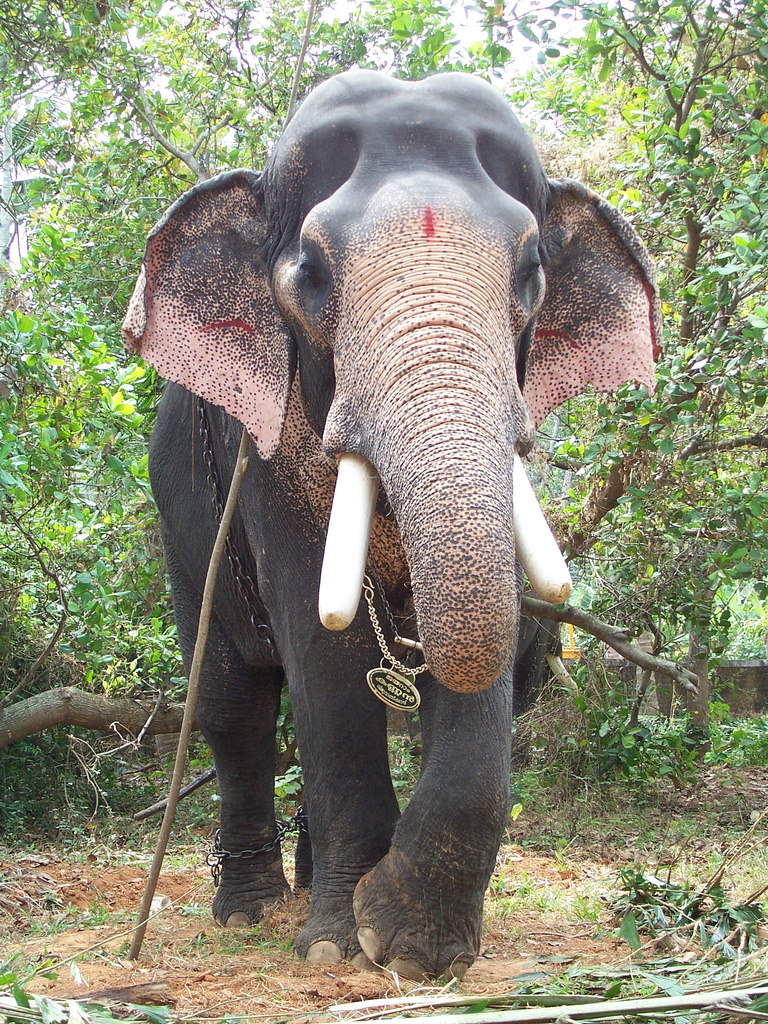 Kerala Elephant Front View - HD Wallpaper 
