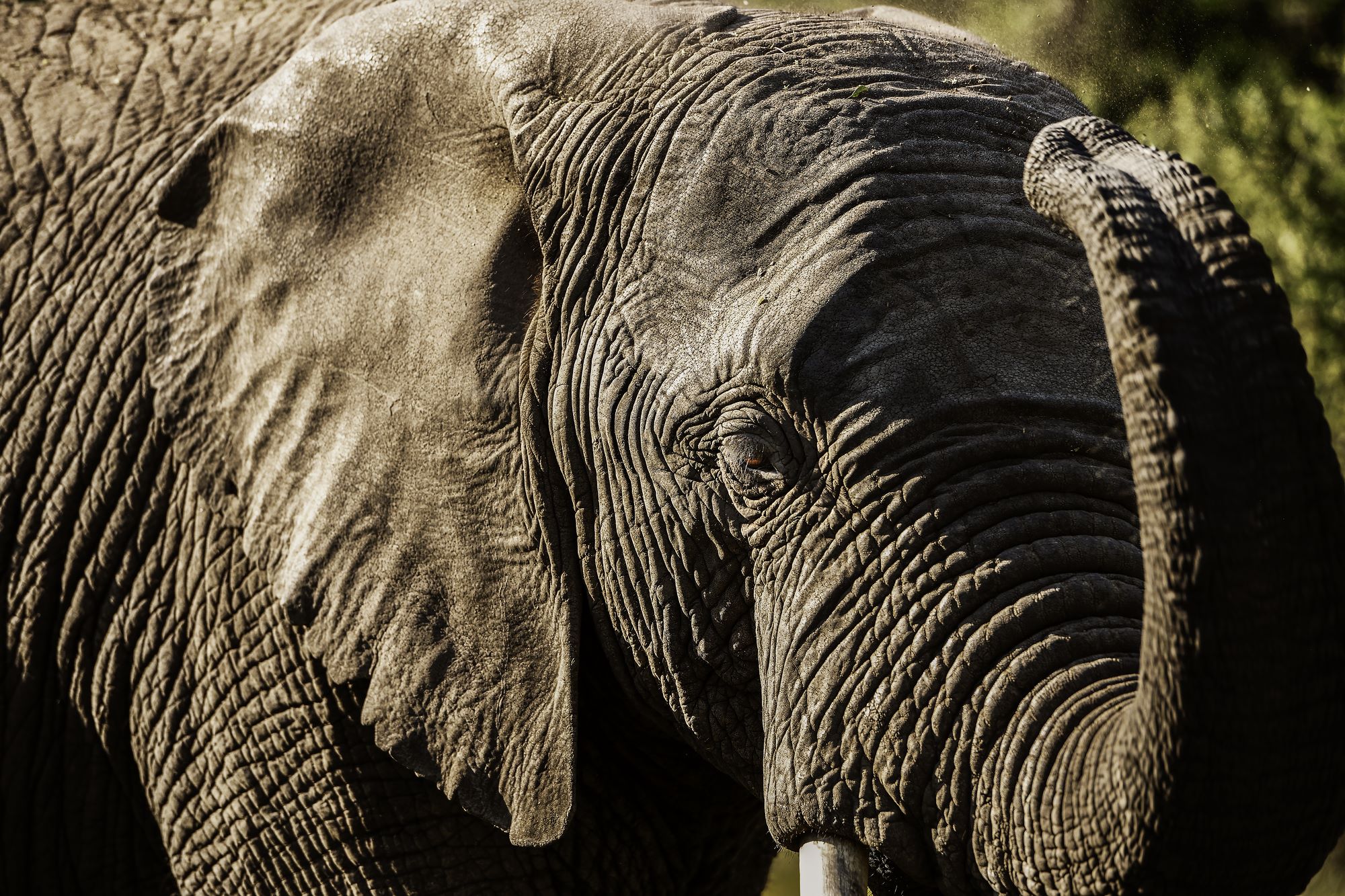 Indian Elephant - HD Wallpaper 