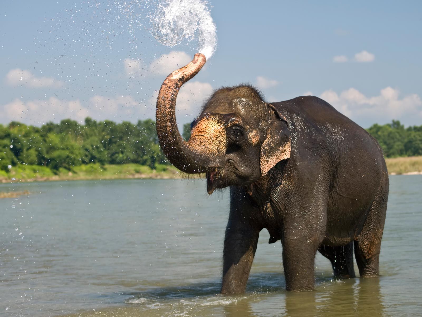 Indian Elephant - HD Wallpaper 