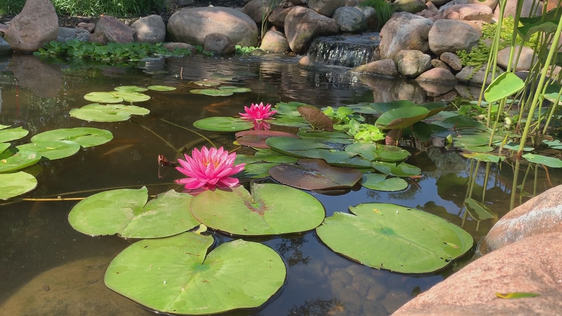 Sacred Lotus - HD Wallpaper 