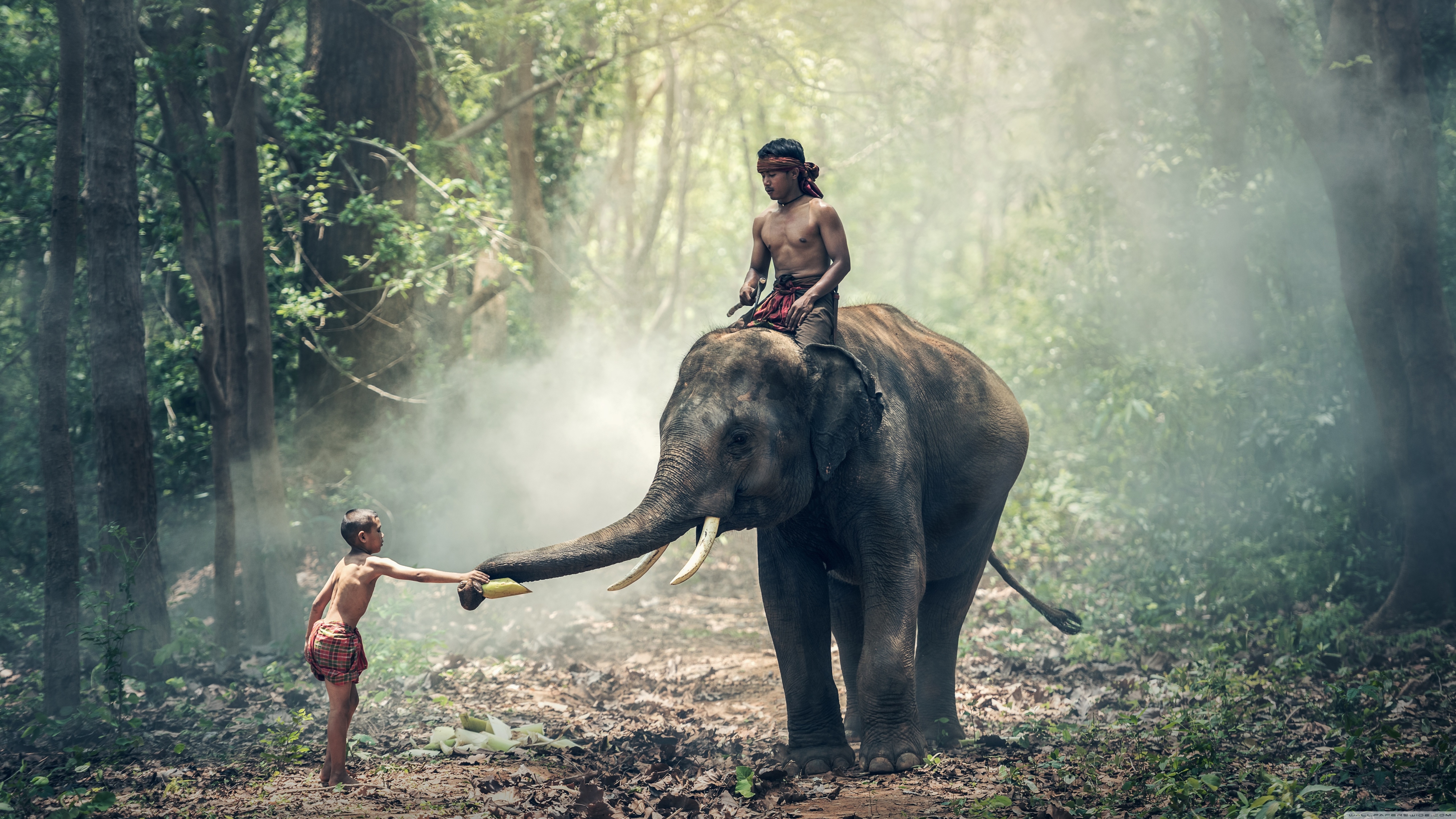 Ultra Hd 4k Elephant - HD Wallpaper 