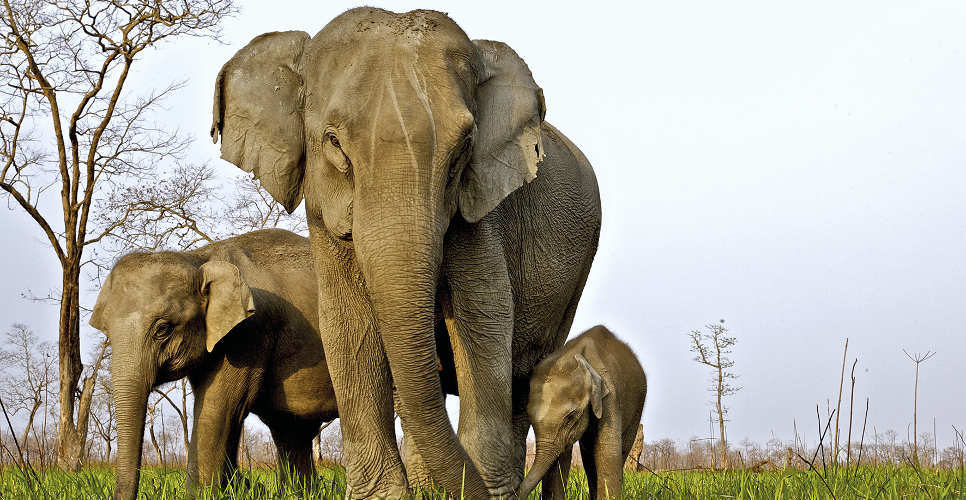 Elephant High Quality Wallpaper Desktop - Wildlife Photography In India - HD Wallpaper 