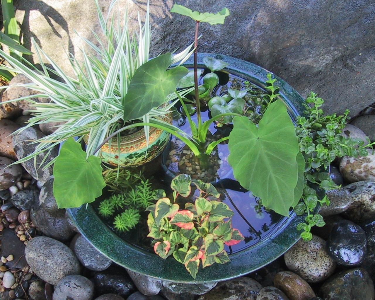 Pond Container Garden - Water Plants In A Pot - HD Wallpaper 
