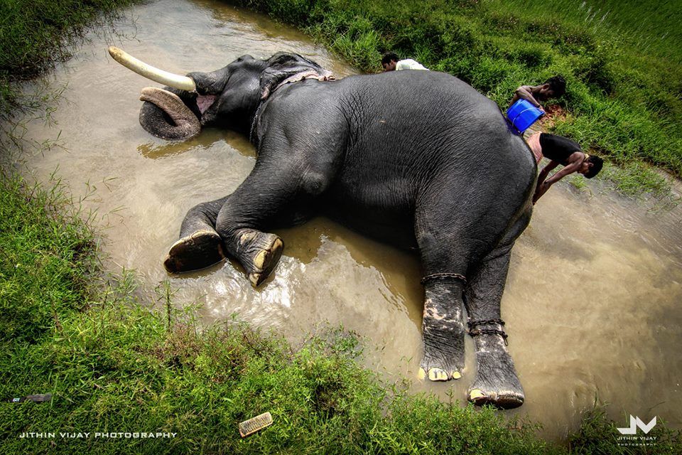 Kerala Elephant Blowing Water - HD Wallpaper 