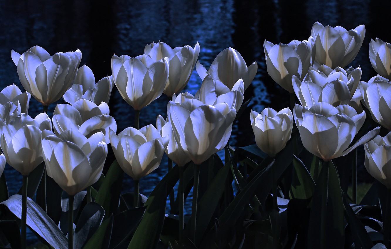 Photo Wallpaper Water, Light, Flowers, Night, The Dark - Light Blue Flowers Dark Background - HD Wallpaper 