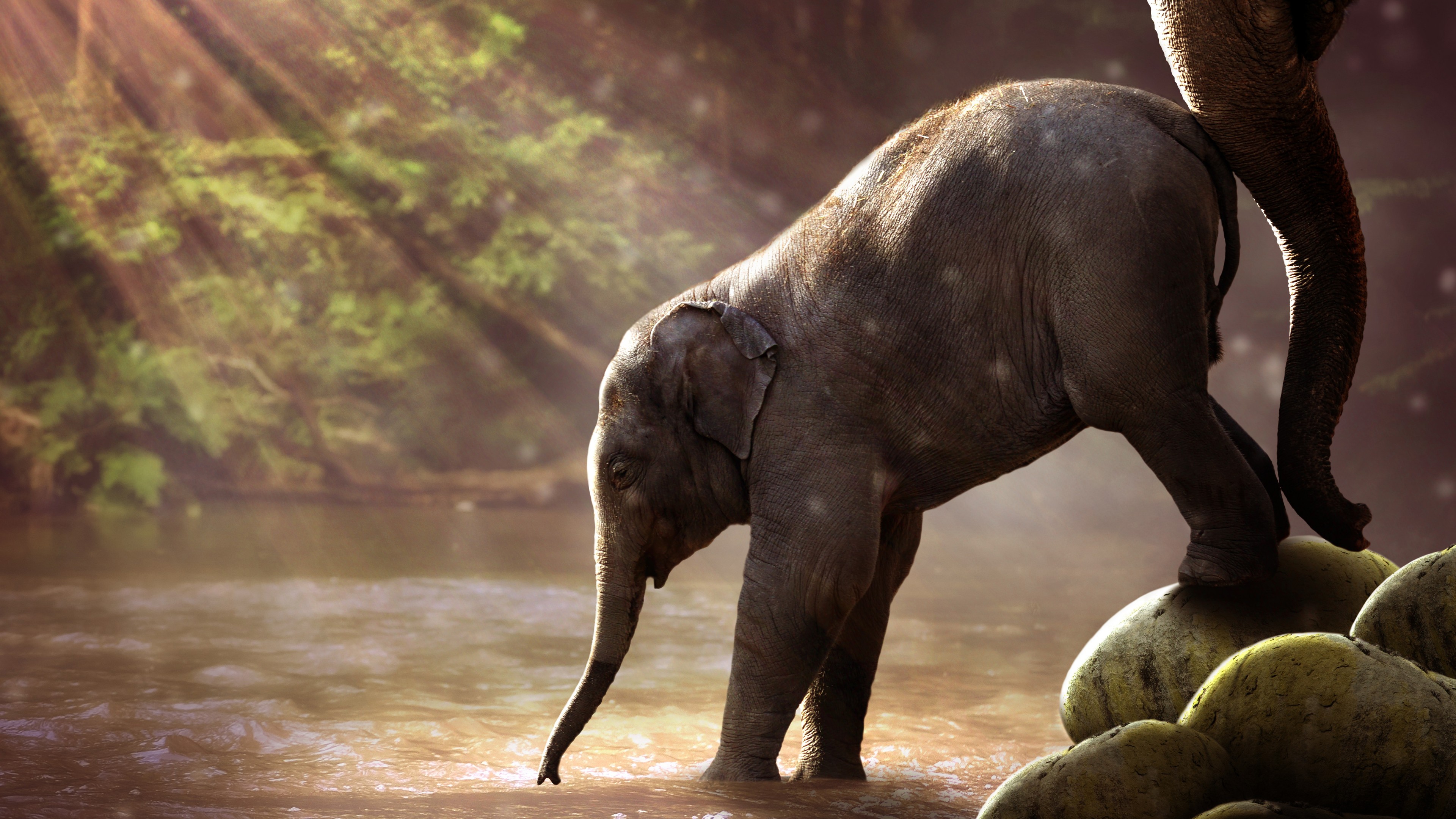 Elephant Hd - HD Wallpaper 