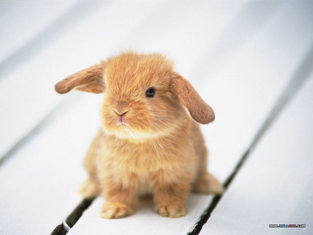Http - //3 - Bp - Blogspot - Com/ Wallpapers Bunny - Too Cute Baby Bunny - HD Wallpaper 