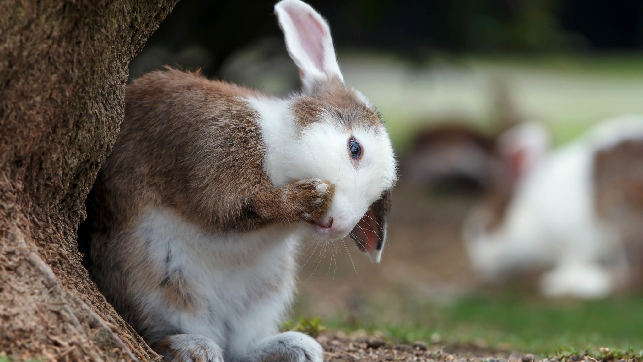 Cute Bunny, Pet Rabbit, Animal, Wallpaper - Cute Rabbit Mobile Wallpaper Hd - HD Wallpaper 