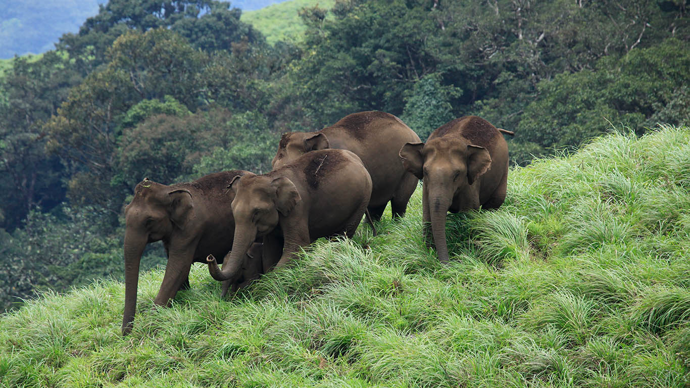 Chimmony Wildlife Sanctuary In Kerala - HD Wallpaper 