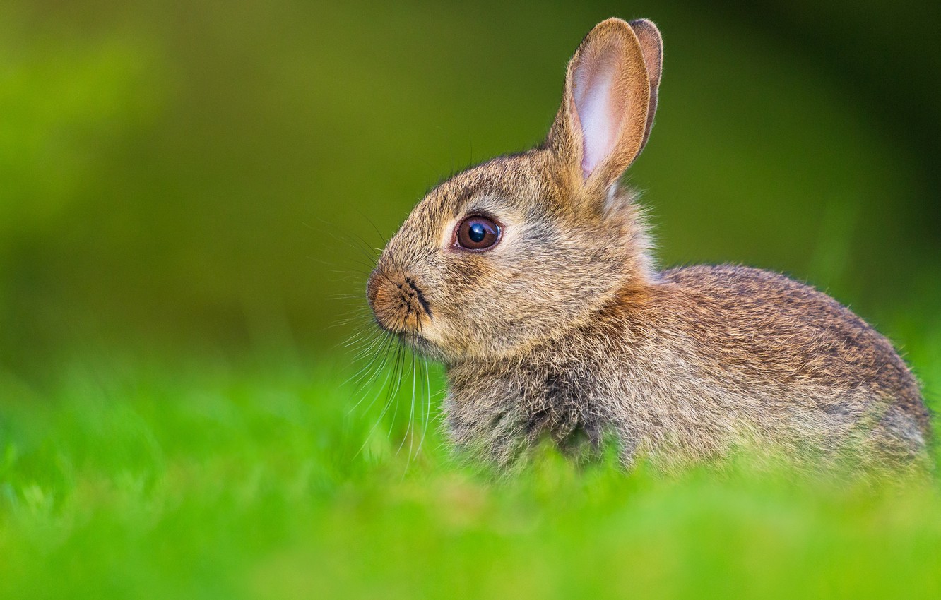 Photo Wallpaper Greens, Grass, Look, Nature, Background, - Rabbit Profile - HD Wallpaper 