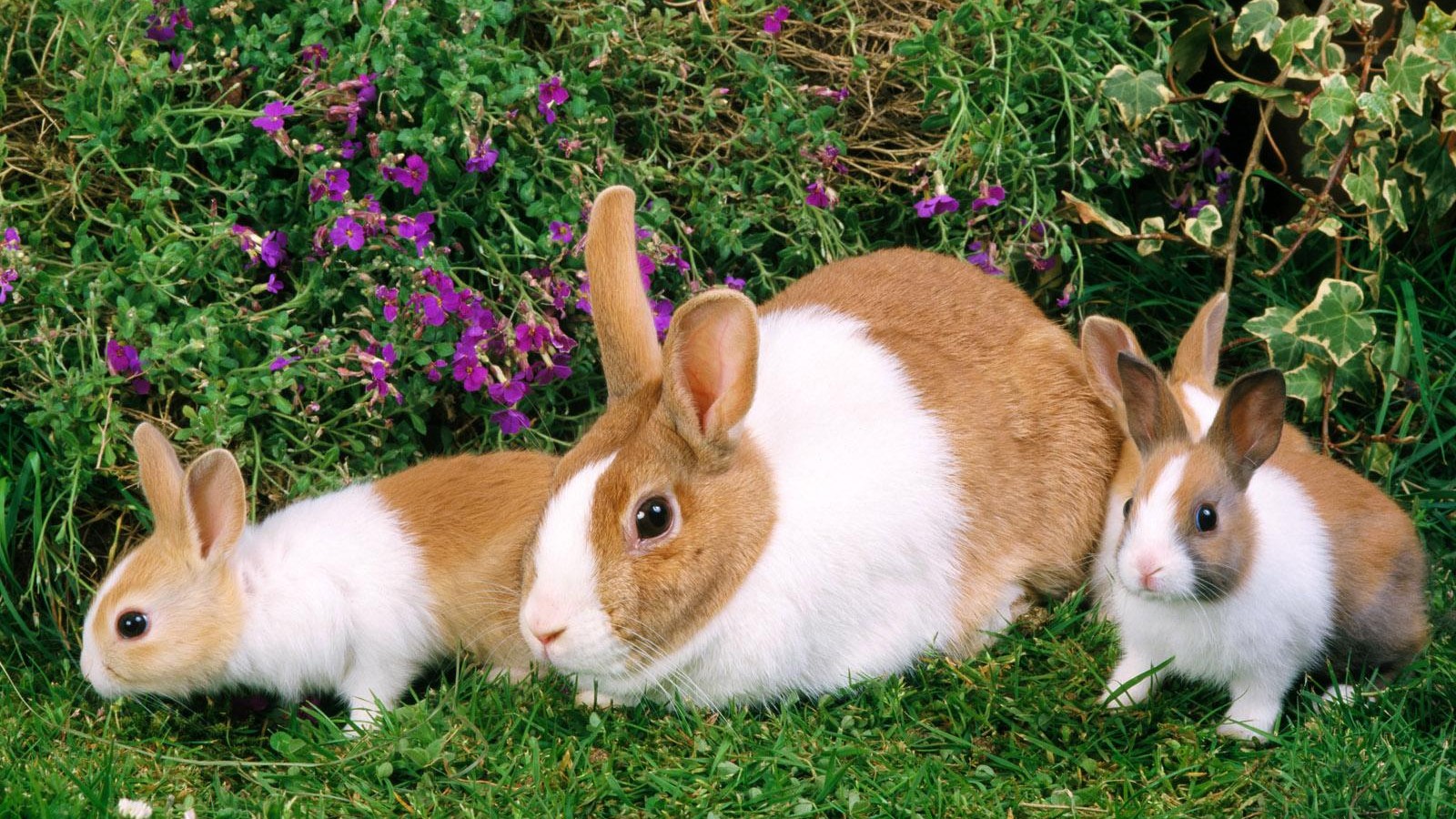Rabbit Bunny Wallpaper - Rabbits Wallpapers Desktop - HD Wallpaper 