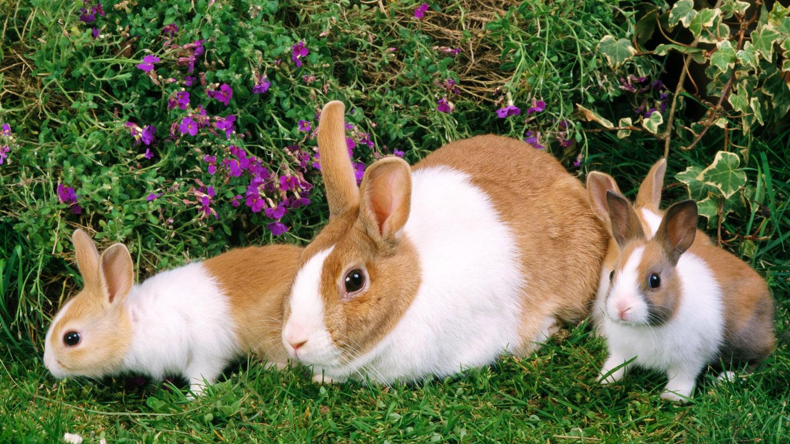 Rabbit Bunny Wallpaper Rabbits Wallpapers Desktop 1600x900 Wallpaper Teahub Io