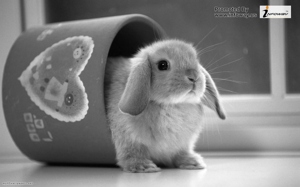 Cute Rabbit - HD Wallpaper 